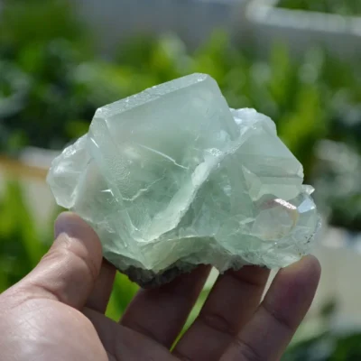 Glassy Cubes Of Fluorite, Remarkable Transparent Crystals