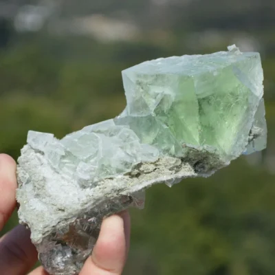 Glassy Cubes Of Fluorite, Remarkable Transparent Crystals
