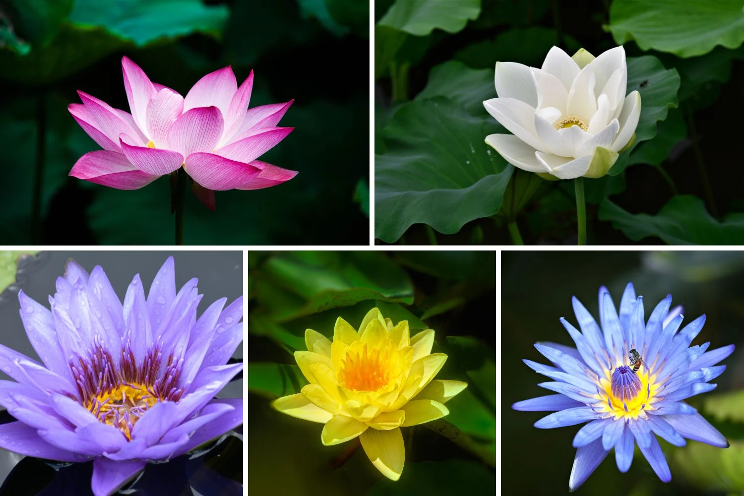 Lotus Colors and Their Symbolism