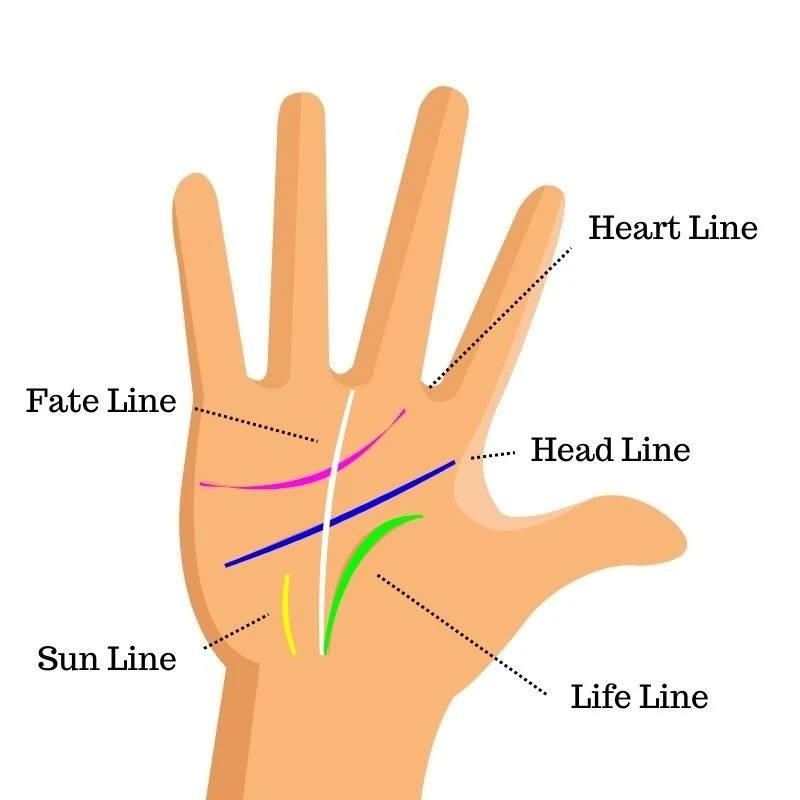 major palm lines